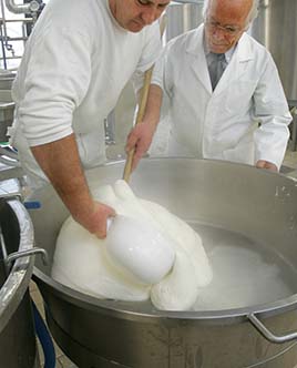 fasi di lavorazione mozzarelle